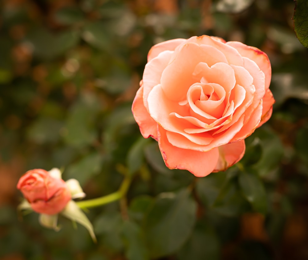 pink rose in bloom during daytime