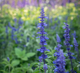 Lavender fields under soft sunlight, evoking calm and natural beauty.