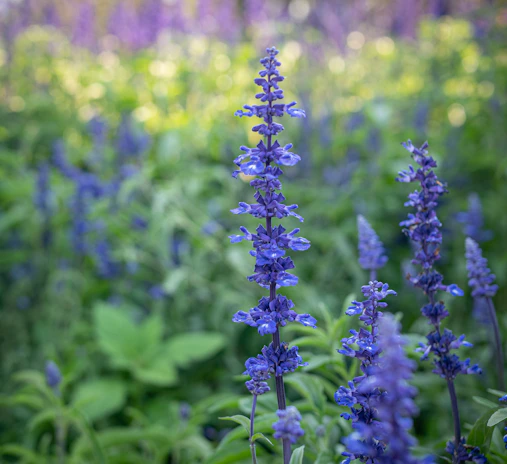Lavender fields under soft sunlight, evoking calm and natural beauty.