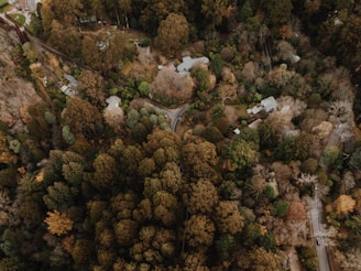 Aerial view of a forested urban area with visible tree canopies.