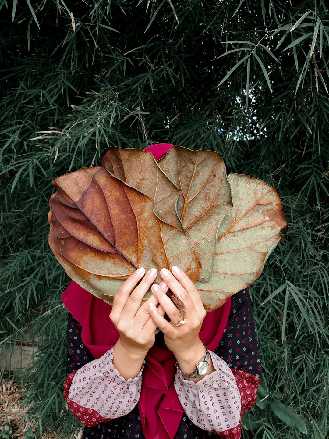 person holding brown dried leaf