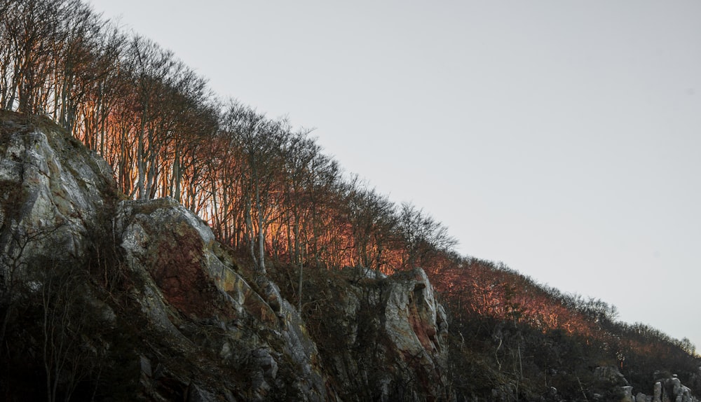 brown and green trees on brown rocky mountain under white sky during daytime