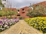 yellow and pink flowers on garden