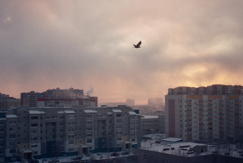 black bird flying over city buildings during daytime
