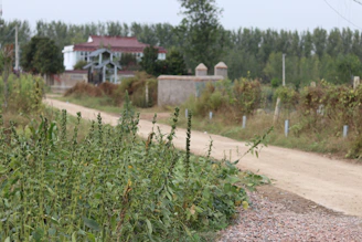 A dirt road winding through a private villa lot surrounded by dense greenery.