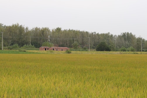 A charming farming game with bright crops and friendly animals.