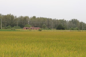 Granular Sulphur