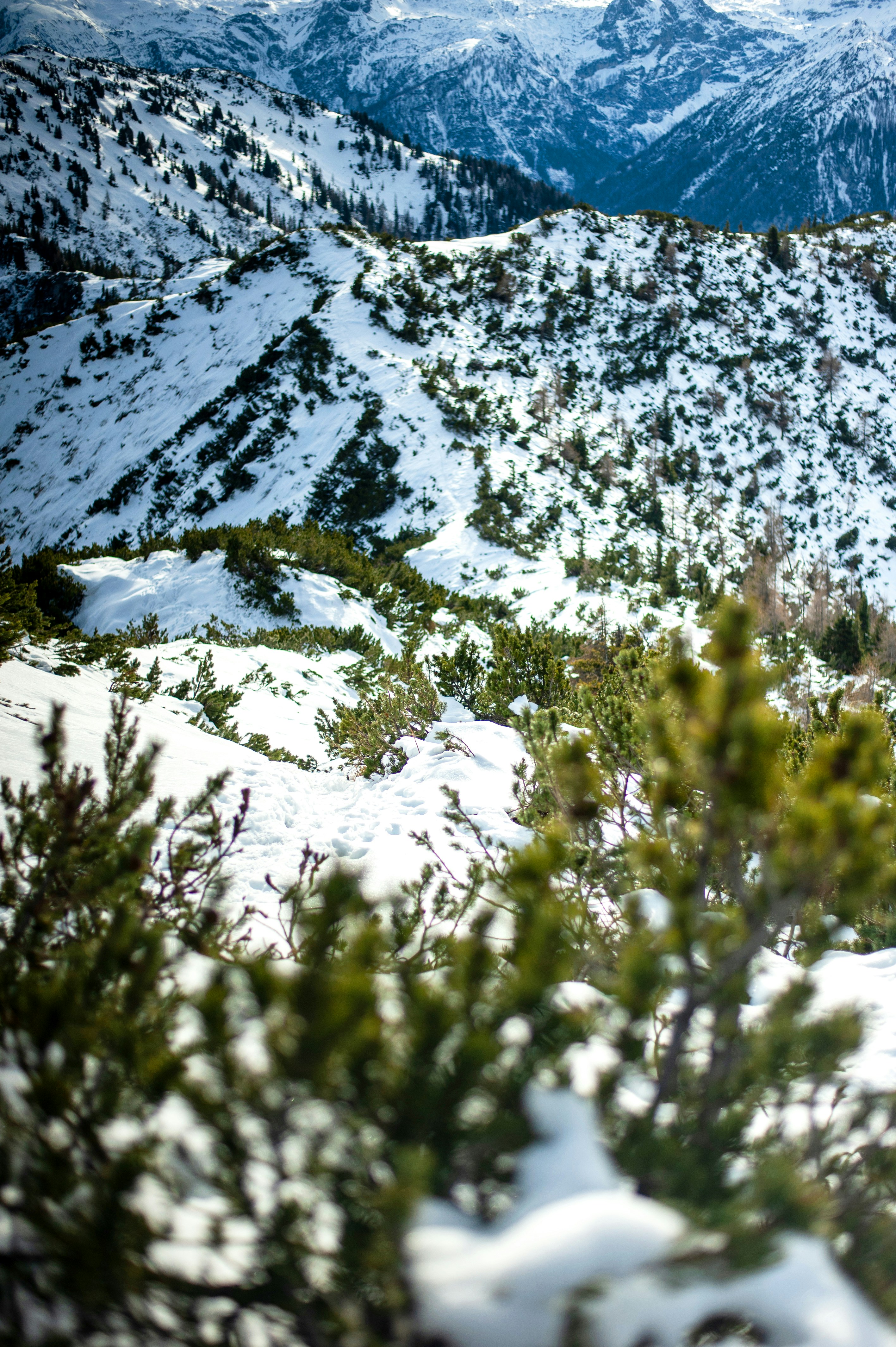 fleurs blanches sur la montagne enneigée