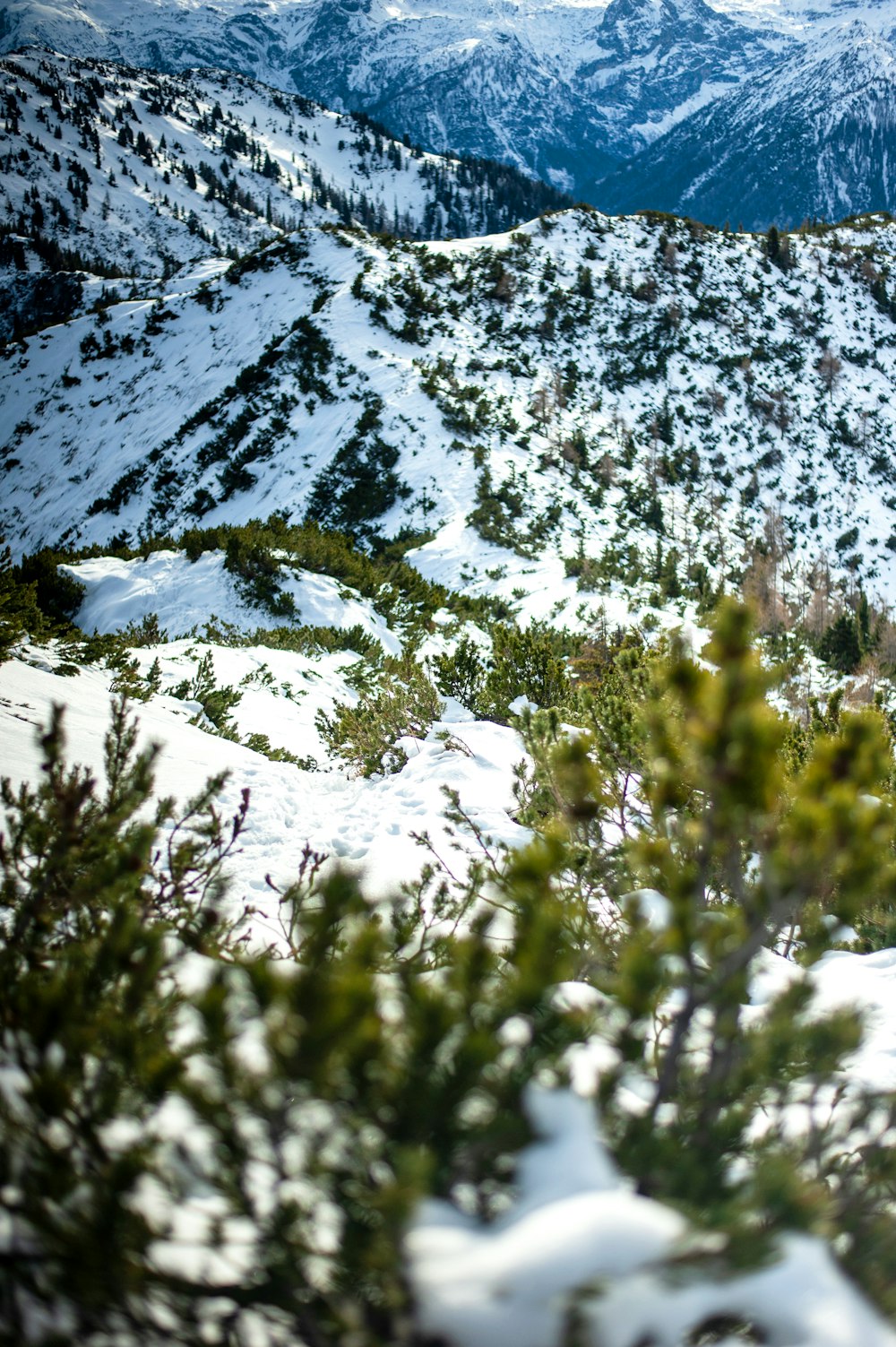 white flowers on snow covered mountain