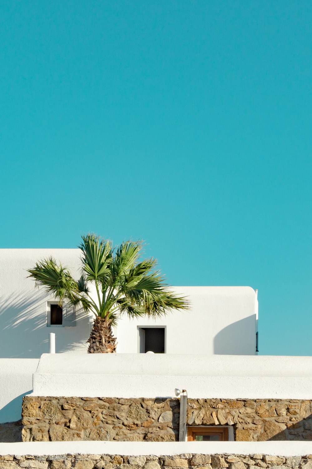 Palmera verde en pared de hormigón blanco bajo cielo azul durante el día