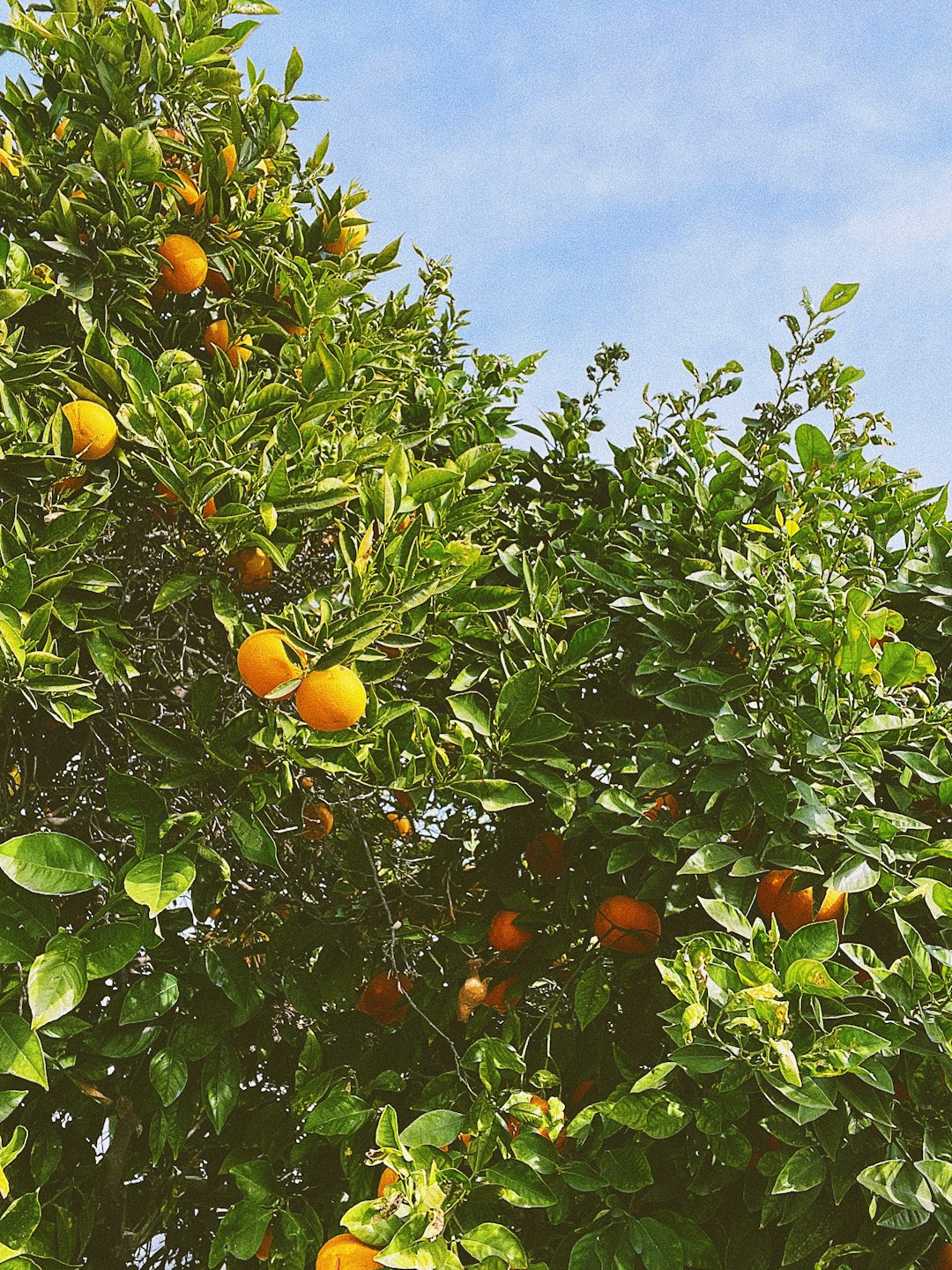 orange fruit on tree during daytime