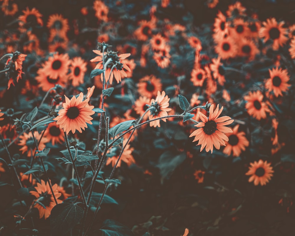 red and white flowers in tilt shift lens