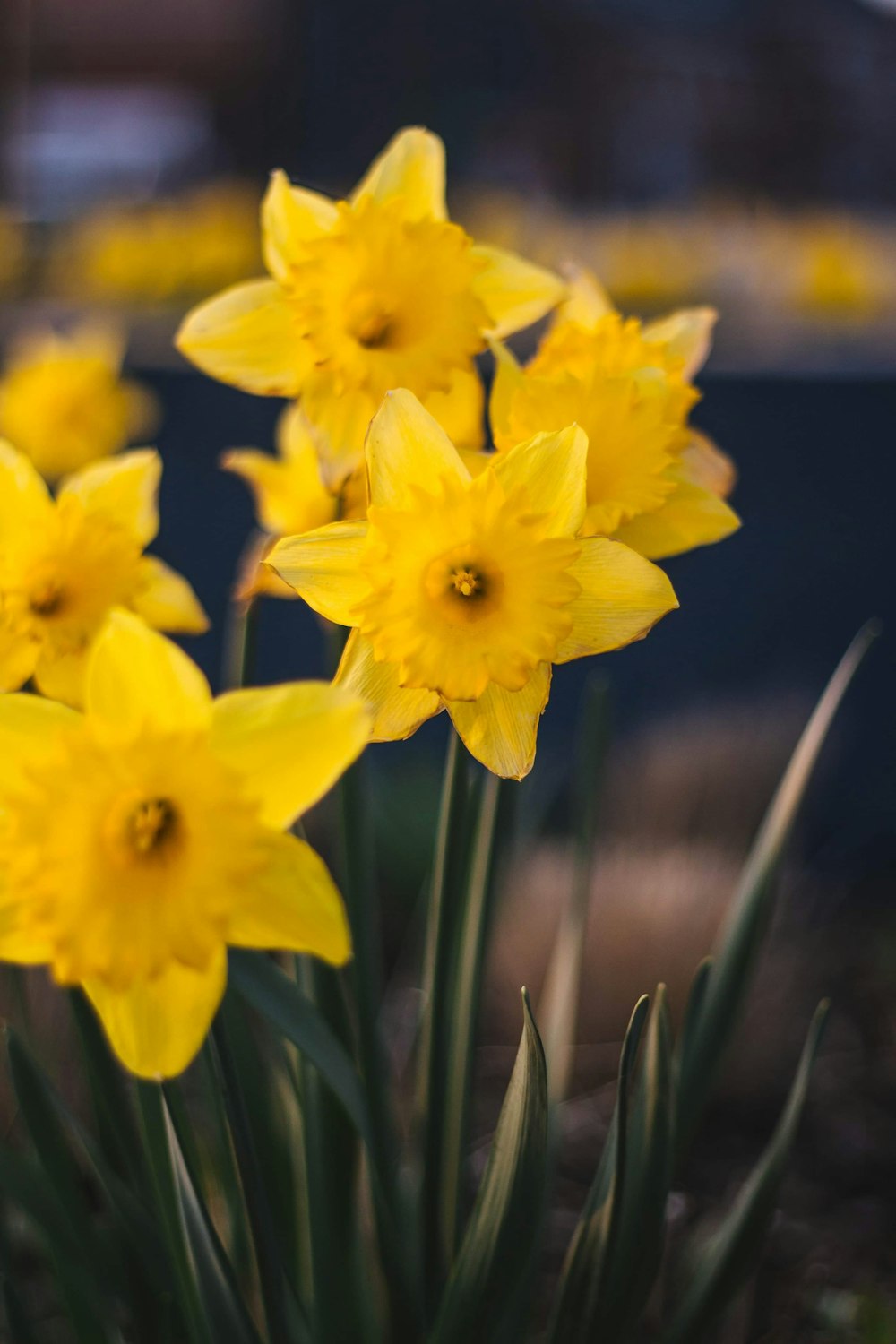 Narcisi gialli in fiore durante il giorno