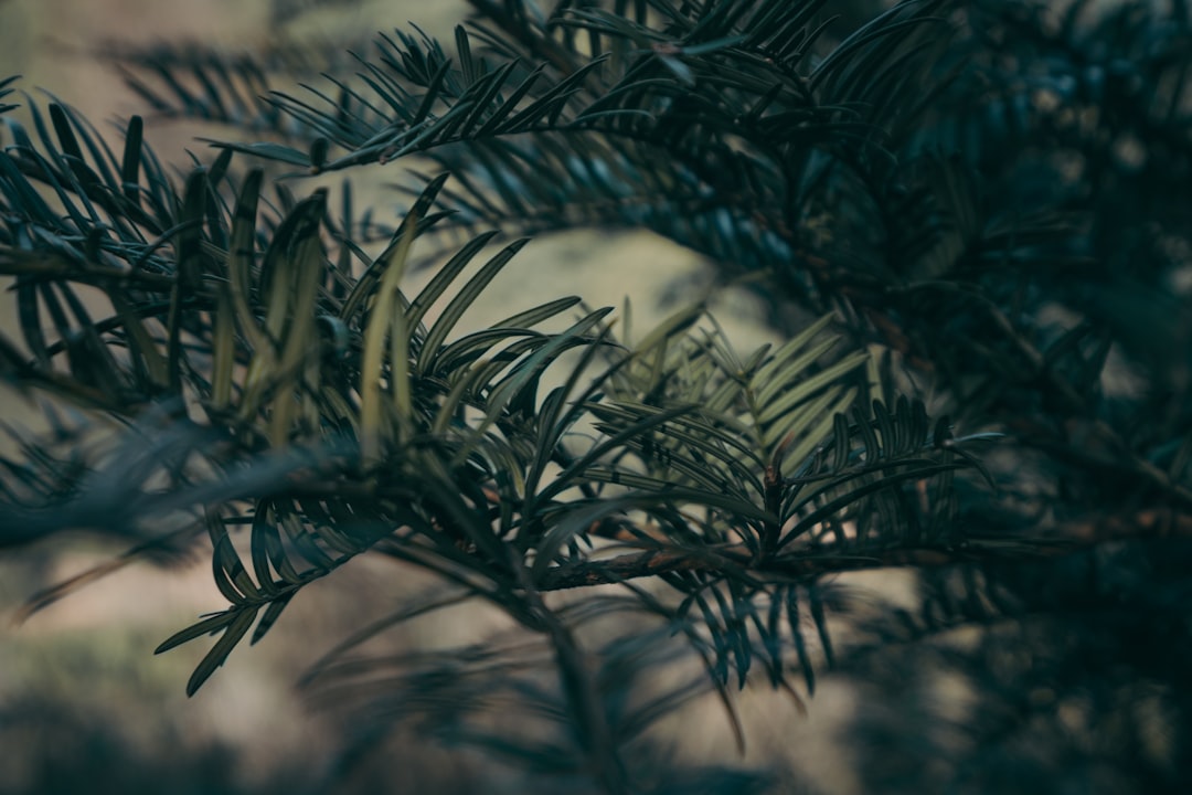 green plant in close up photography