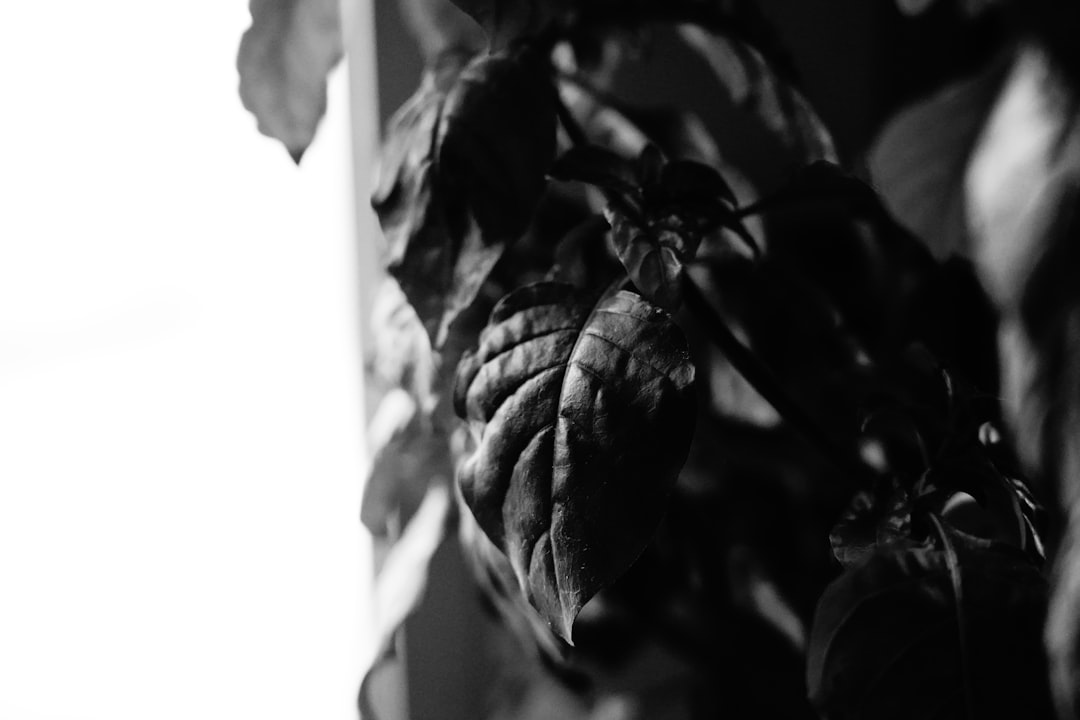 grayscale photo of leaves during daytime