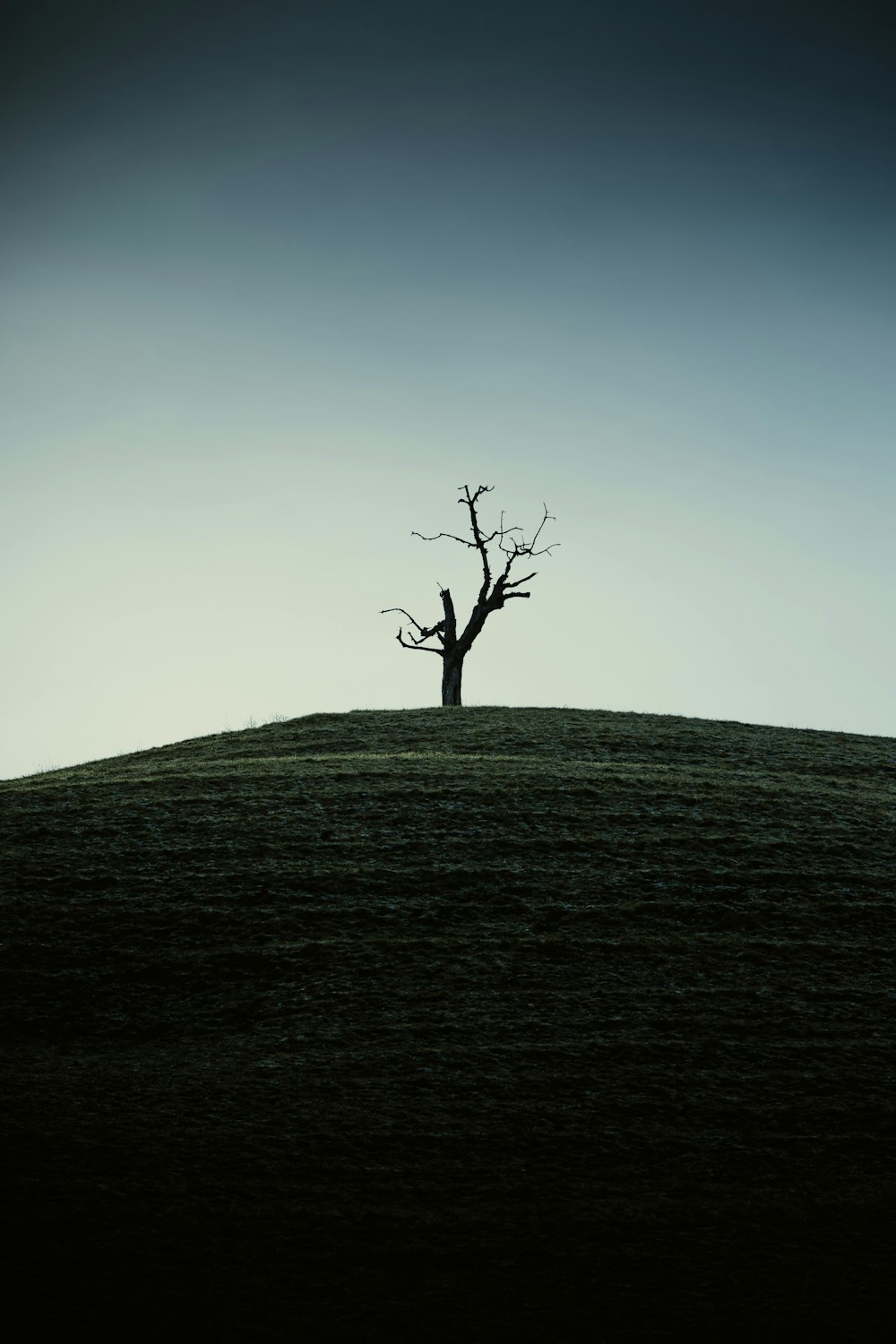 albero nudo sulla collina verde sotto il cielo blu durante il giorno