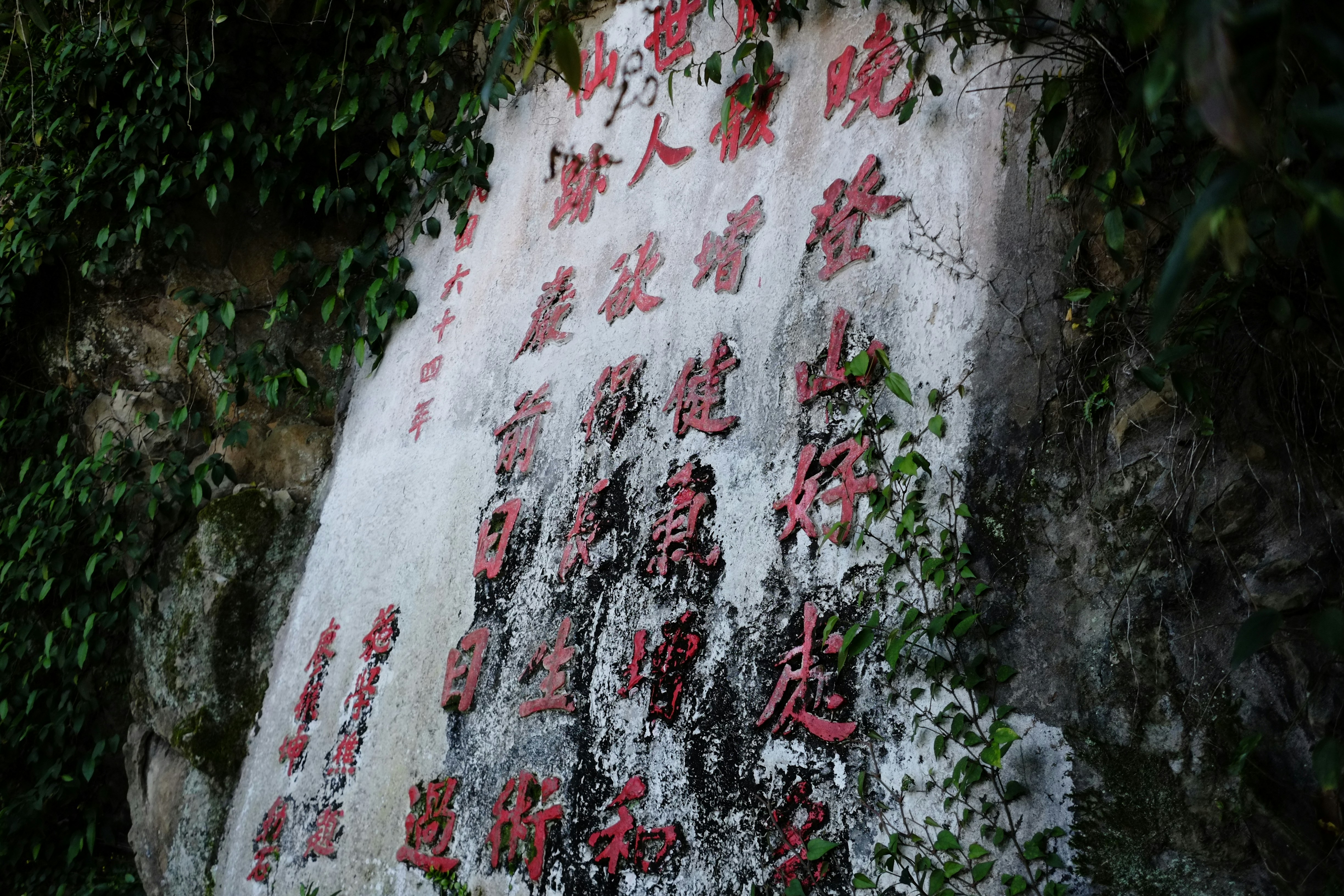 red and white rose petals on gray concrete wall