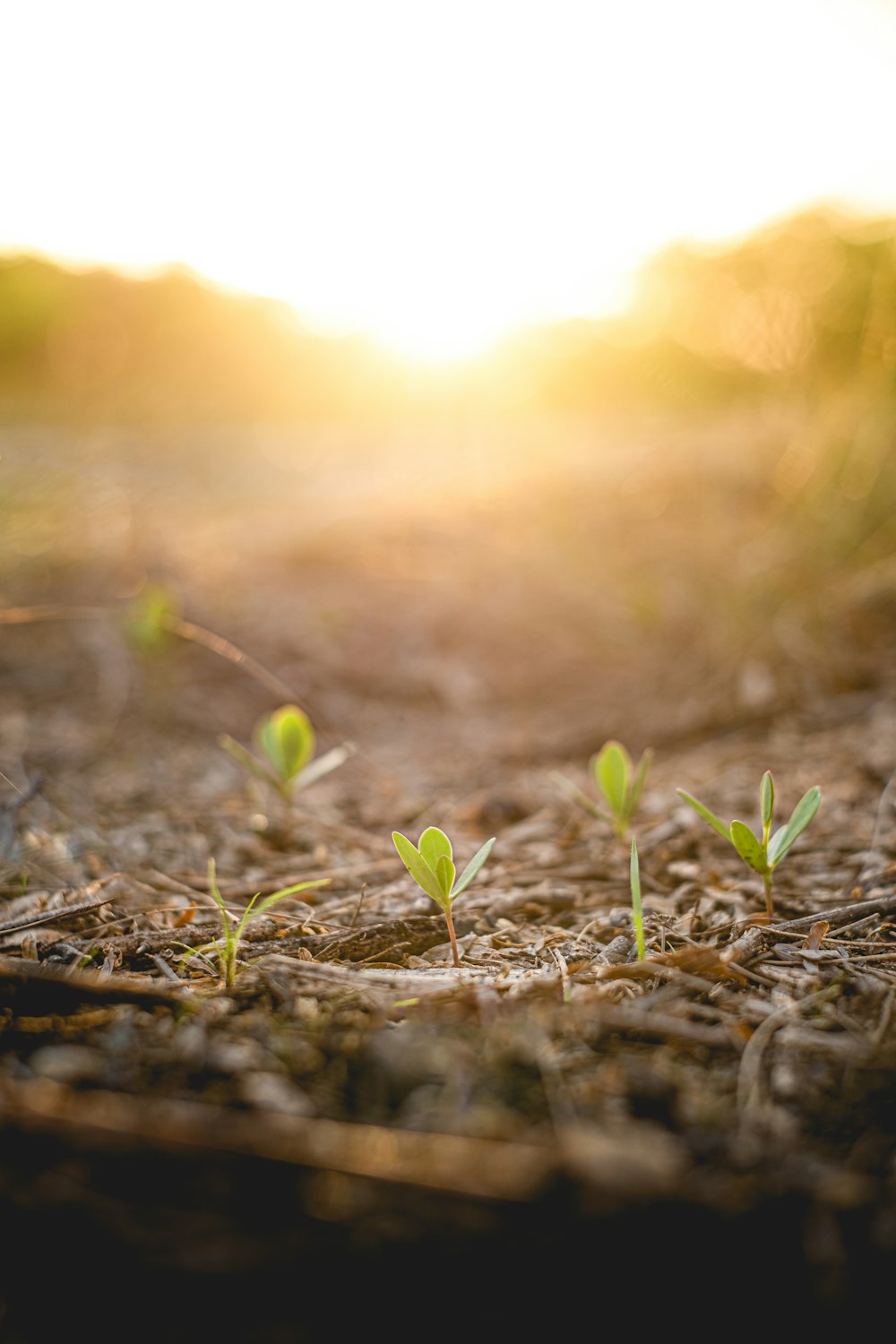 green leaves on brown soil