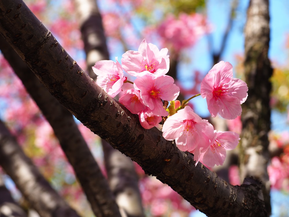 pink cherry blossom in bloom during daytime