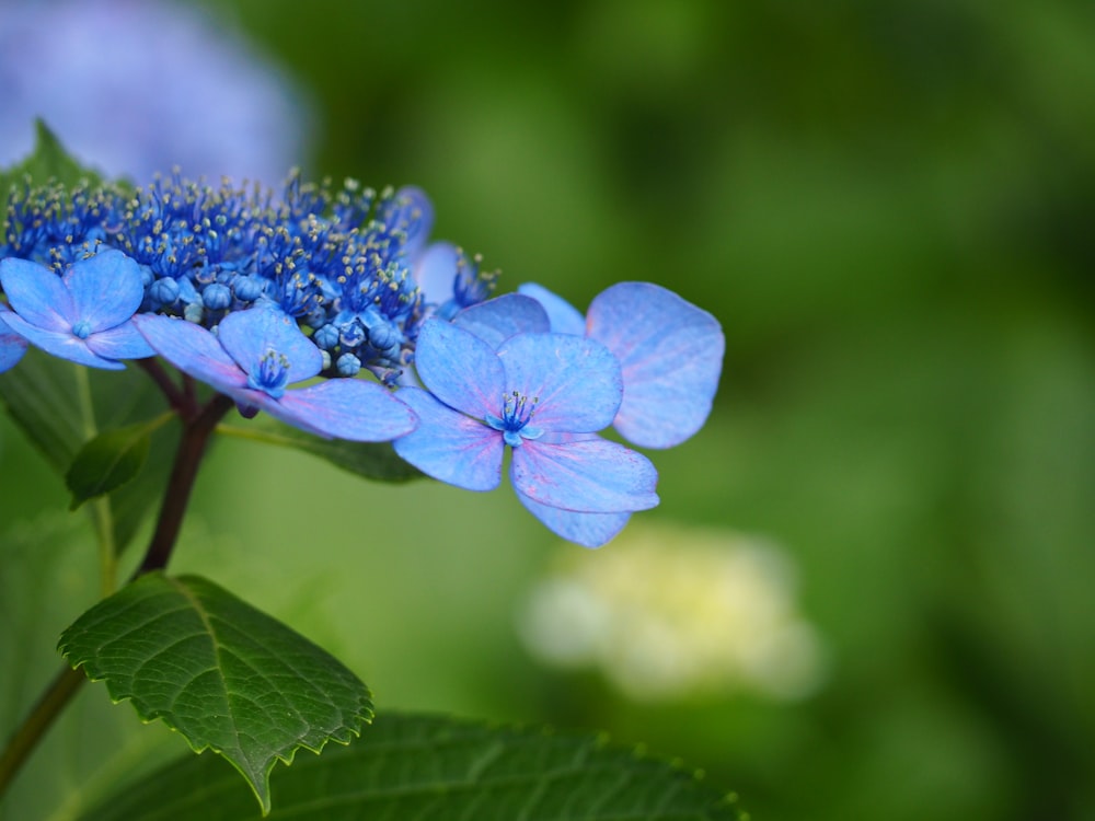 blue flower in tilt shift lens