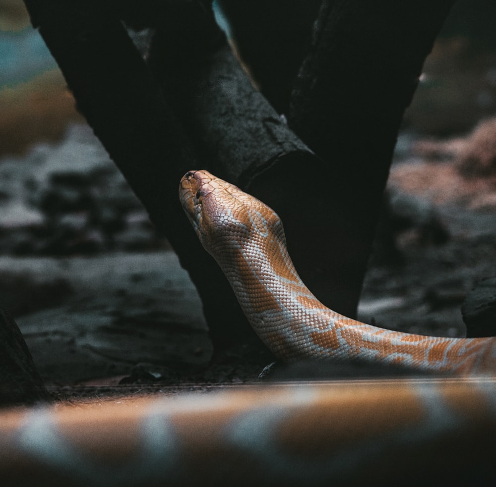 brown and white snake on ground