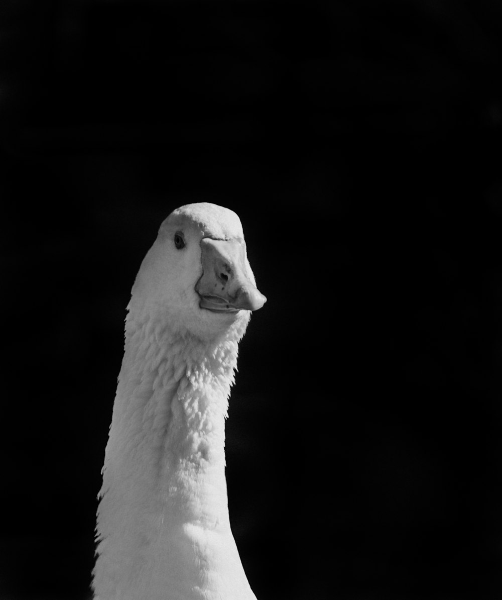 Weiße Ente mit schwarzem Hintergrund