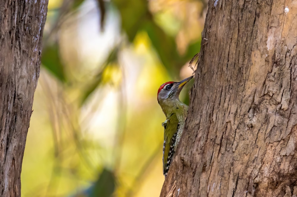 green and white bird on brown tree branch during daytime