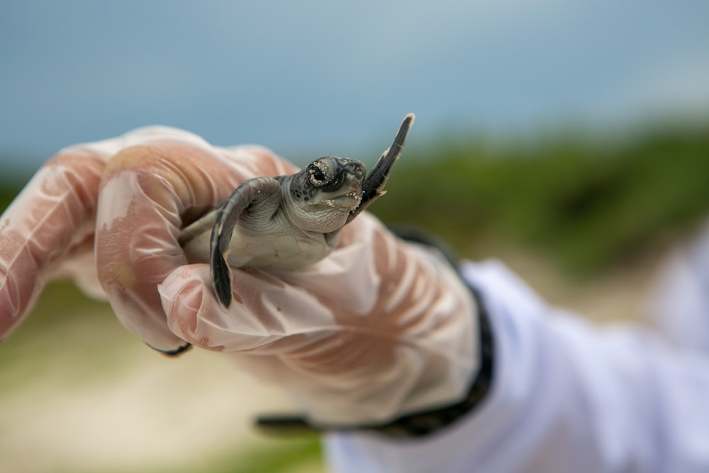 person holding black and white bird