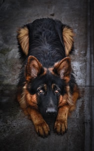 black and tan german shepherd lying on floor