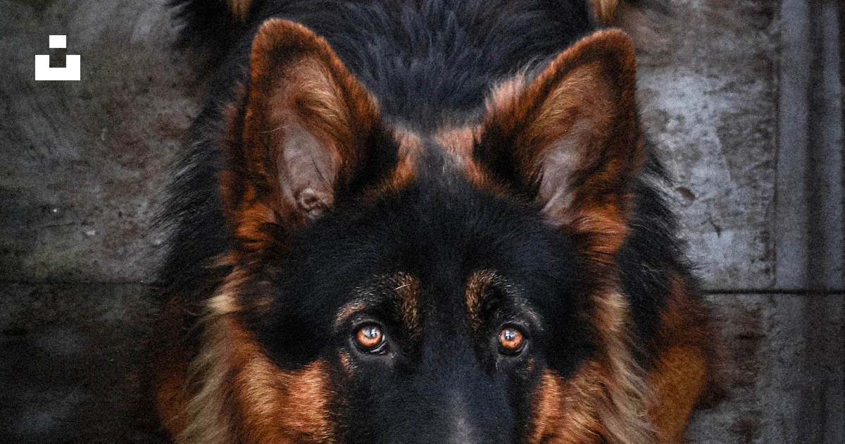 Berger Allemand Noir Et Feu Allong Sur Le Sol Photo Photo Chien berger-allemand-noir-et-feu-allong-sur-le-sol-photo-photo-chien