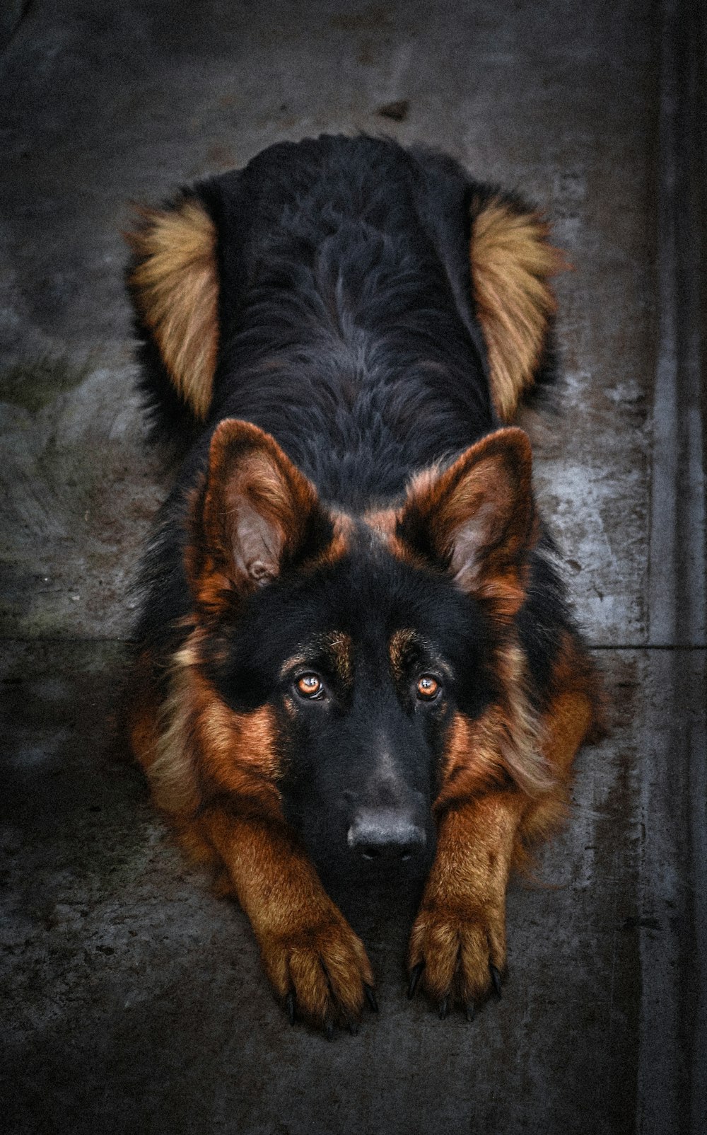 500+ German Shepherd Dog Pictures [HD] | Download Free Images on ...