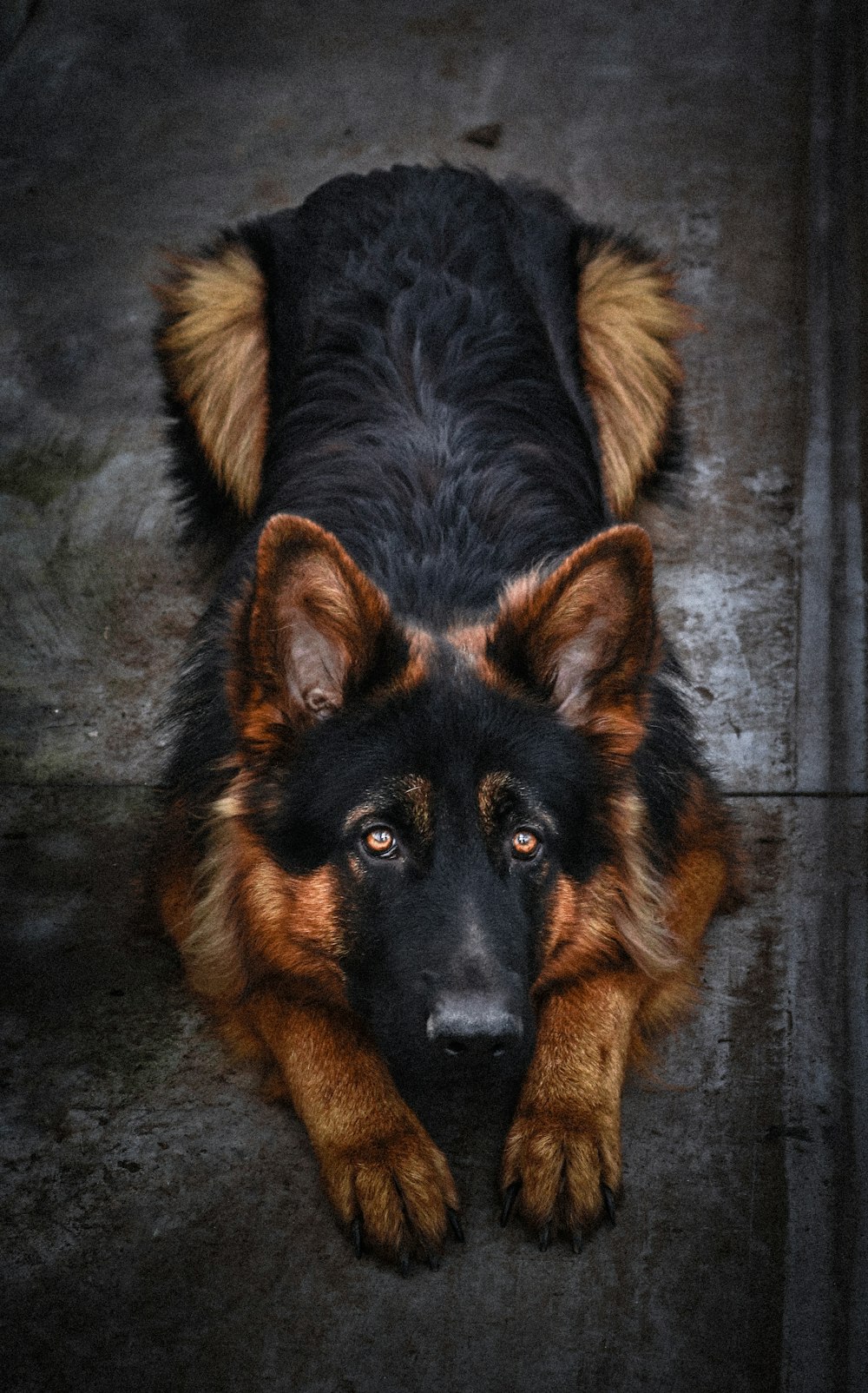 Schwarzer und brauner Deutscher Schäferhund auf dem Boden liegend