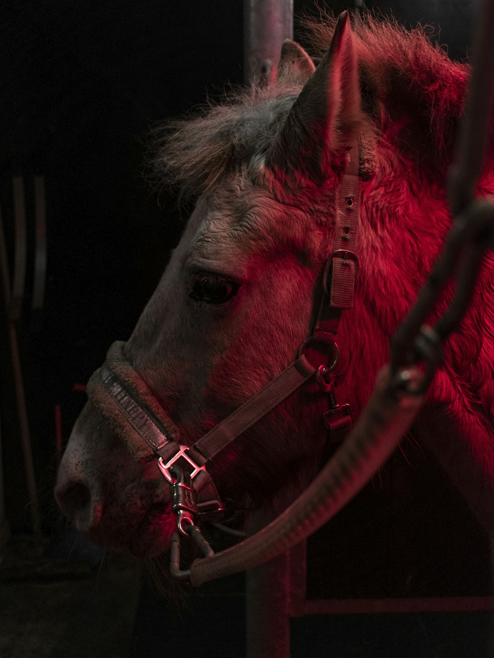 brown horse with black leather strap