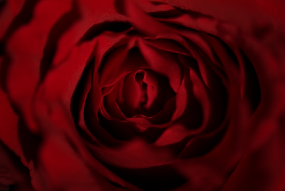 red rose in close up photography