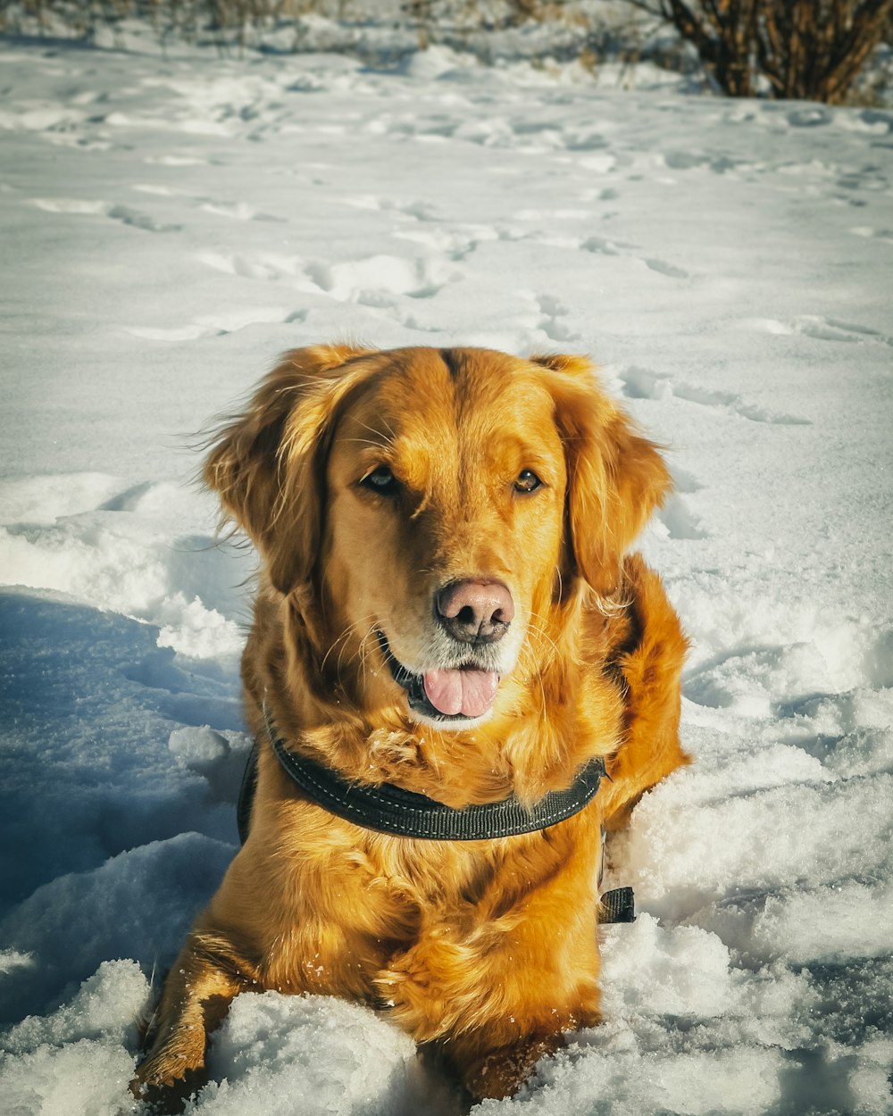 brown long coated dog on snow covered ground