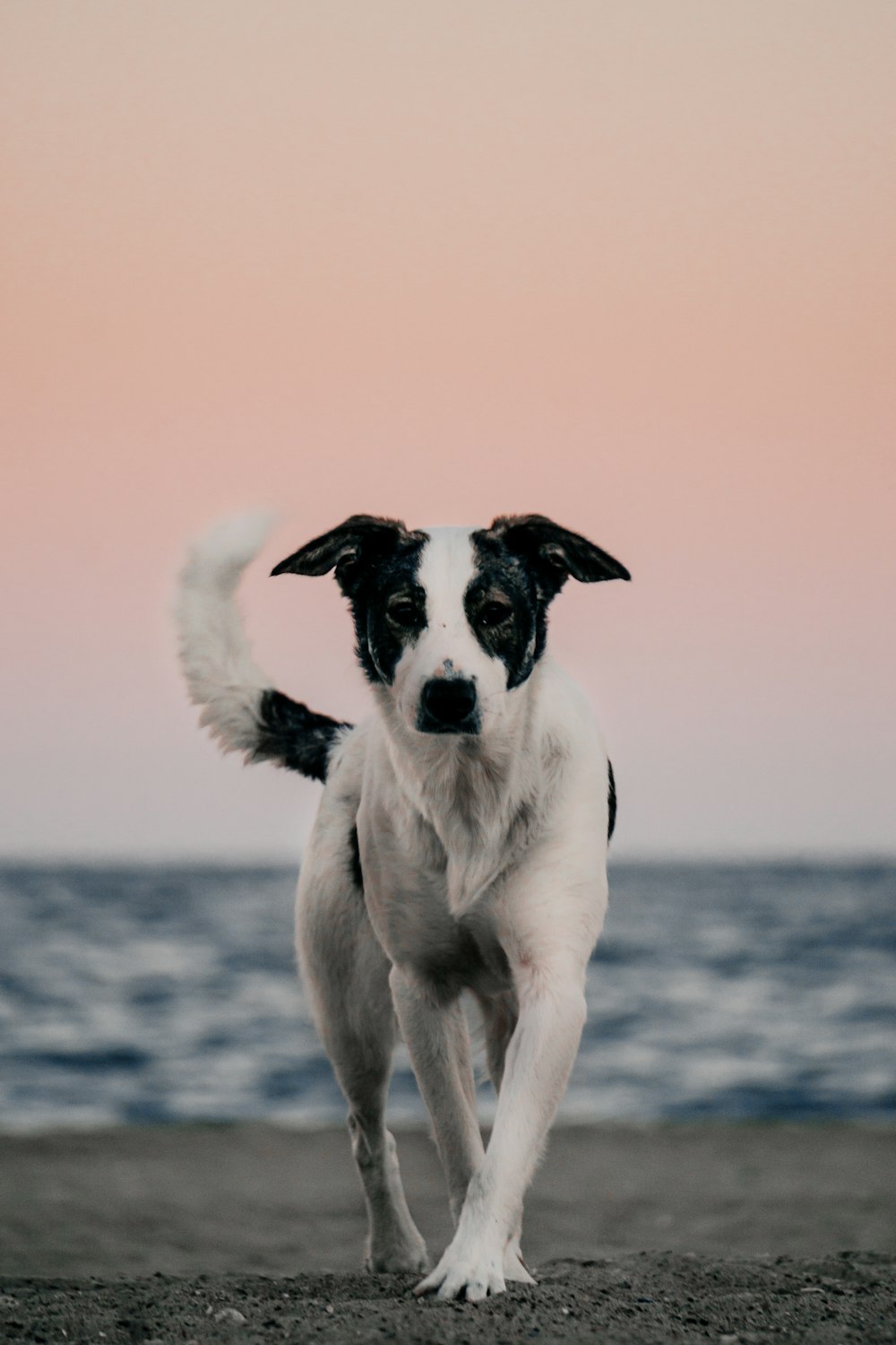 Chien de taille moyenne à poil court blanc et noir debout sur le bord de la mer pendant la journée