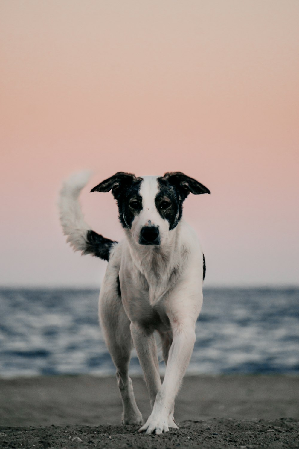 흰색과 검은색 짧은 코트 낮에는 해변에 서 있는 중간 크기의 개