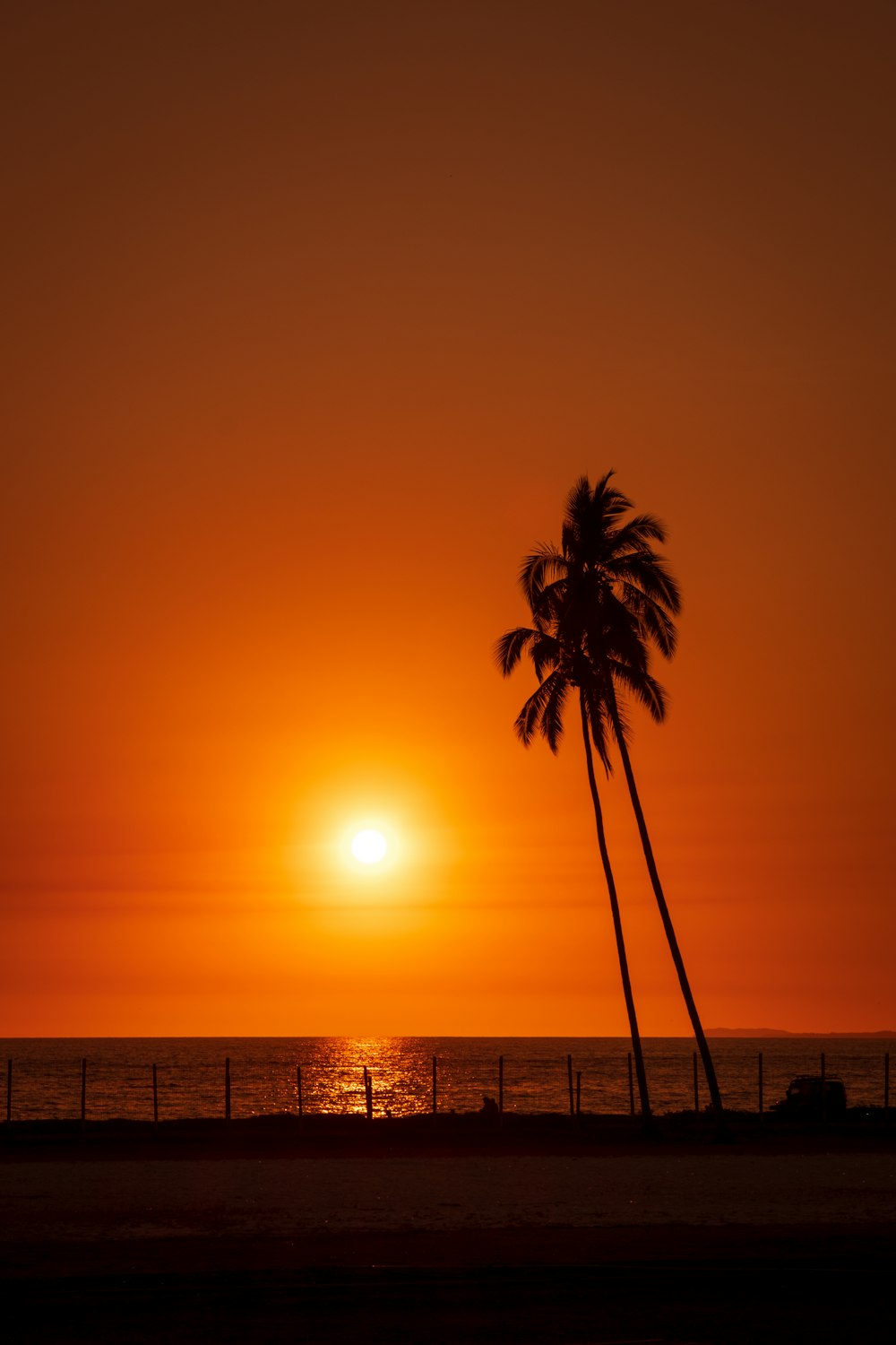 palmeira perto do corpo de água durante o pôr do sol