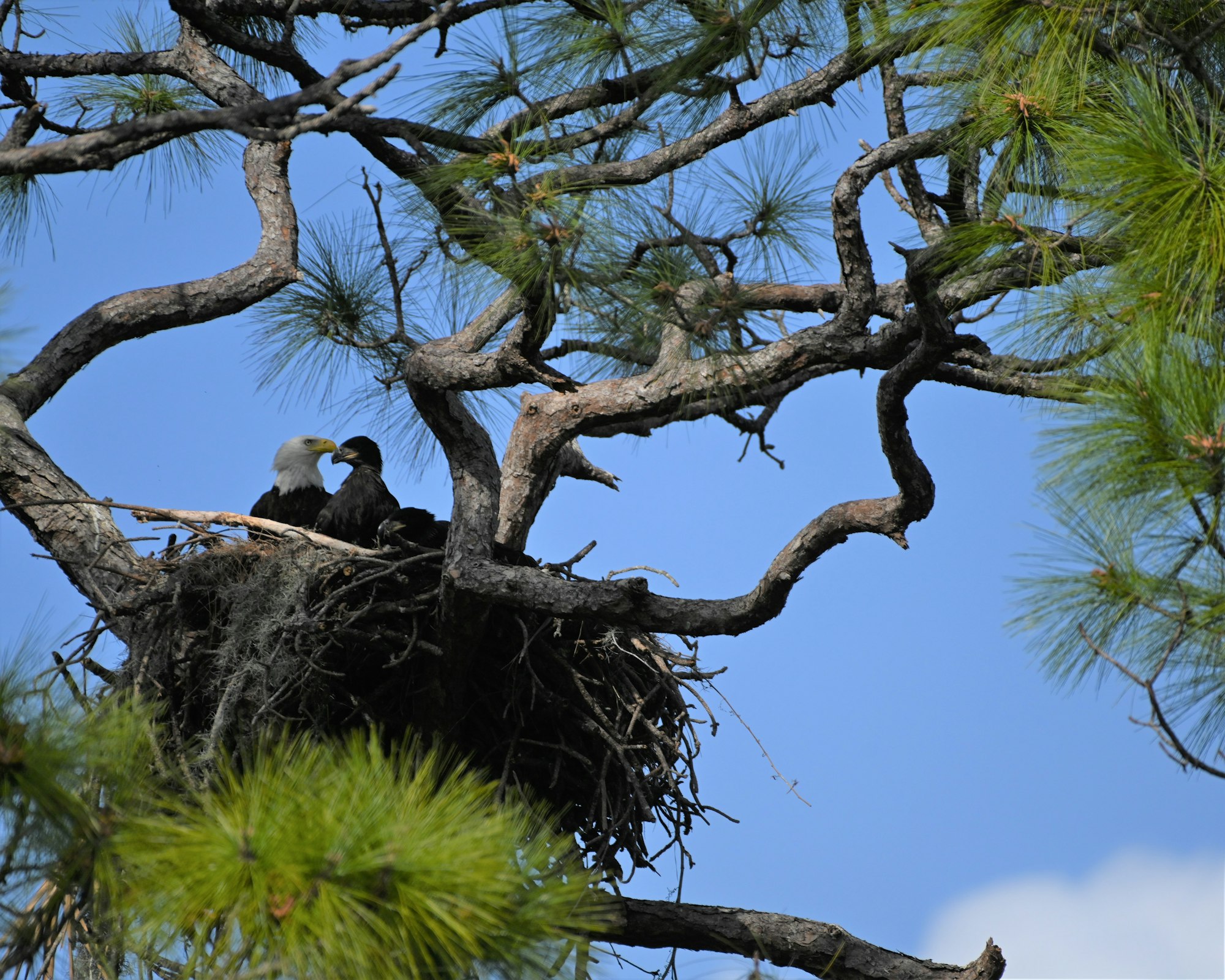 Bald eagle adult and nestling;