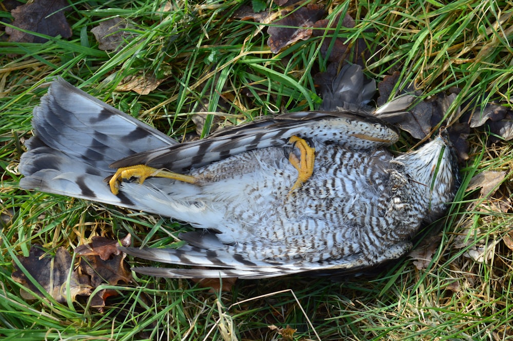 grey and yellow bird on green grass