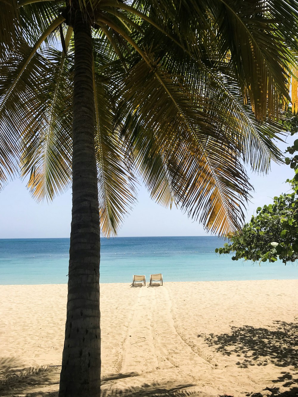 Palme am weißen Sandstrand tagsüber