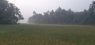 A serene morning in Bali with a woman meditating by a lush green rice terrace.