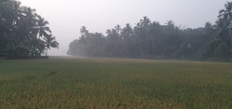 A serene morning in Bali with a woman meditating by a lush green rice terrace.