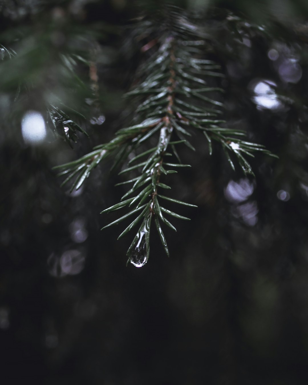 green pine tree with snow