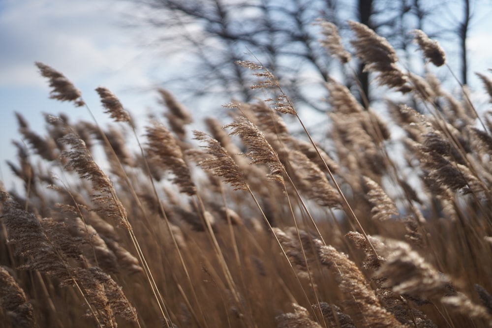 brown wheat field during daytime