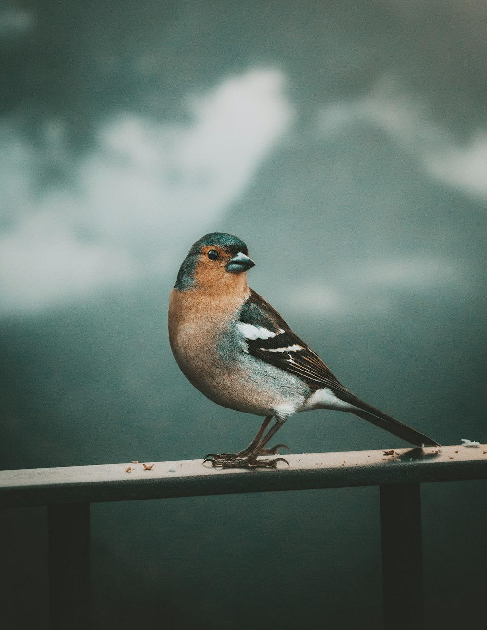 blue white and brown bird on brown wooden fence