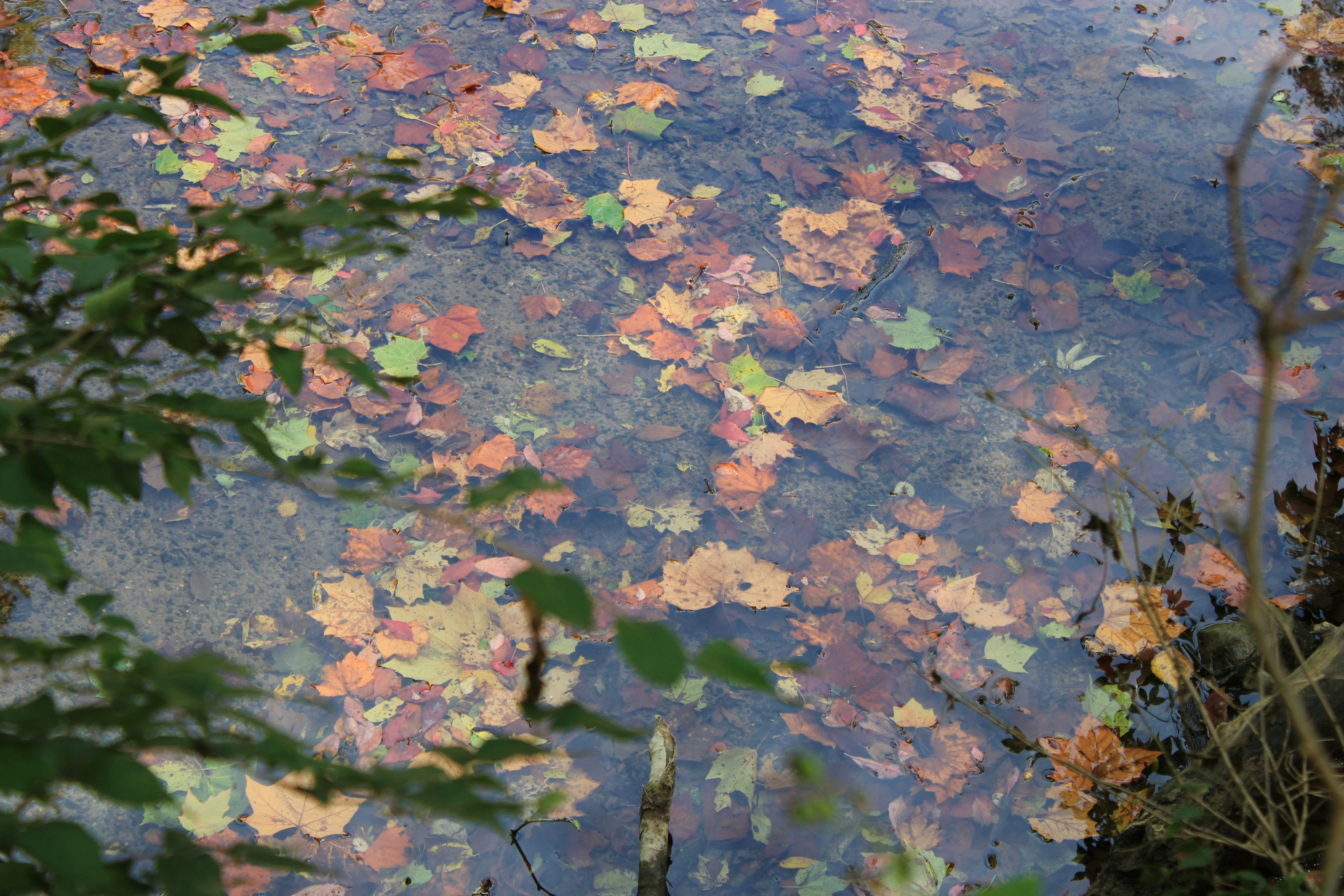 Photo by mrgreatheart