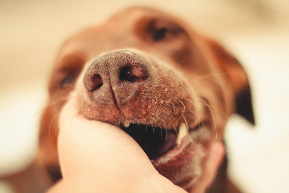 brown short coated dog licking nose