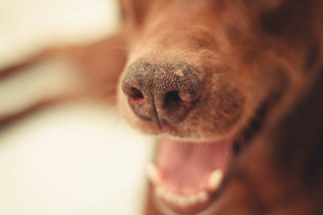 brown short coated dog showing tongue