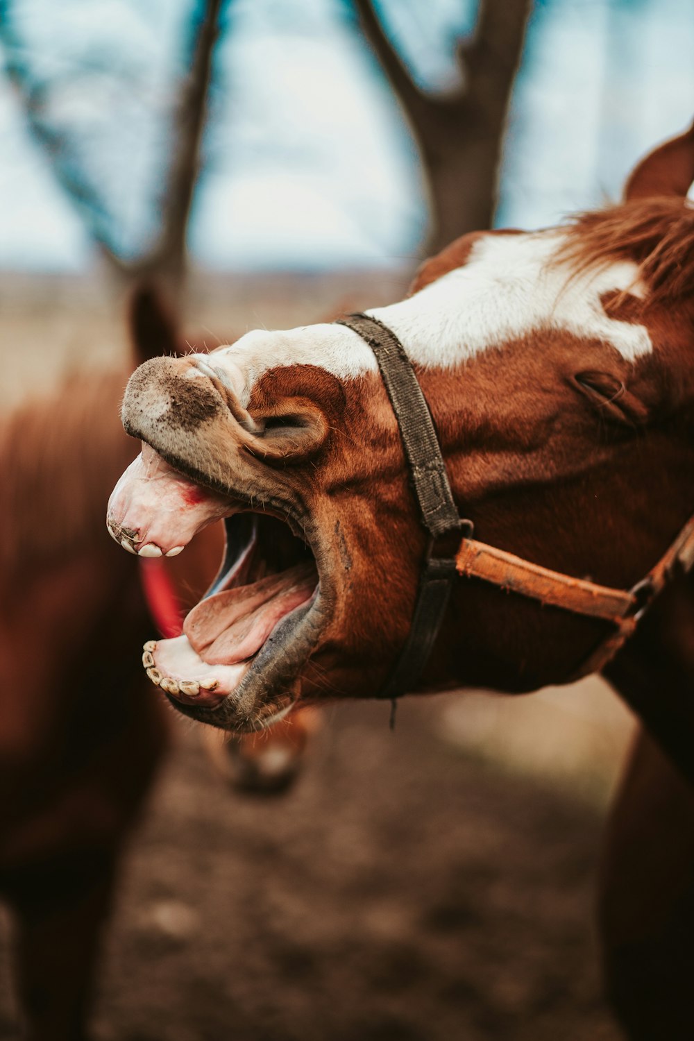 brown and white horse showing mouth